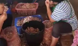 老林紫砂员工爆料视频,老林员工揭秘内部爆料视频