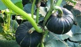 网红祝晓晗吃瓜图片,揭秘娱乐圈幕后真相！”